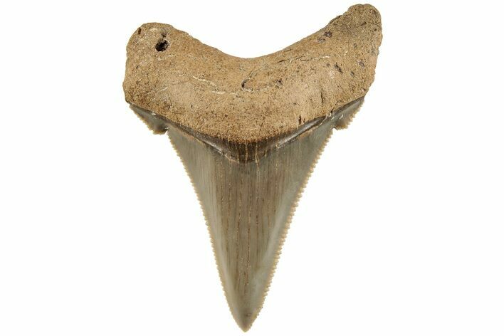 1.9" Serrated Angustidens Tooth - Megalodon Ancestor